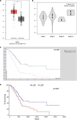 Pancreatic Cancer Progression Is Regulated by IPO7/p53/LncRNA MALAT1/MiR-129-5p Positive Feedback Loop